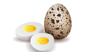 Wachtel Eier